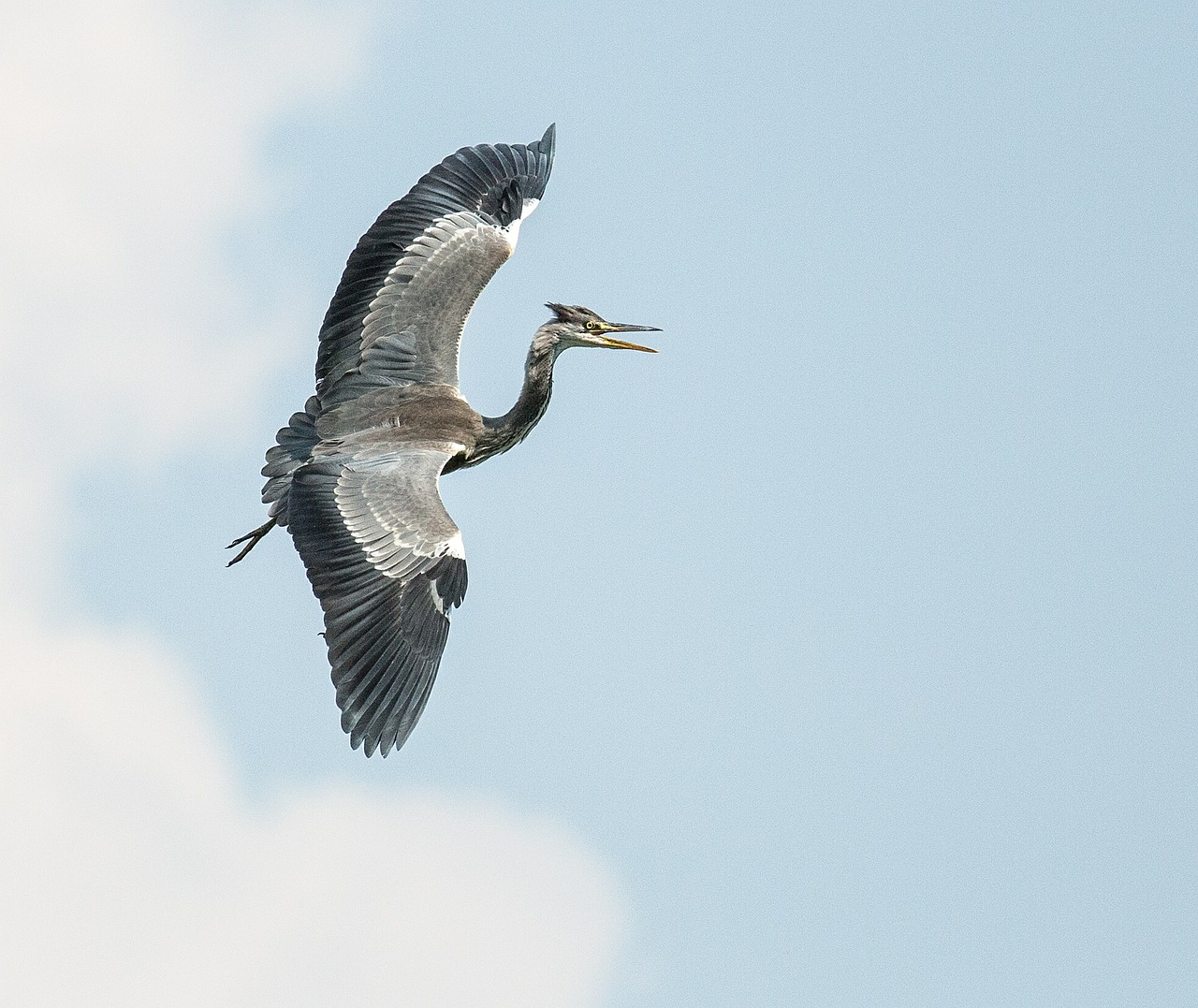 grey heron animals nature free photo