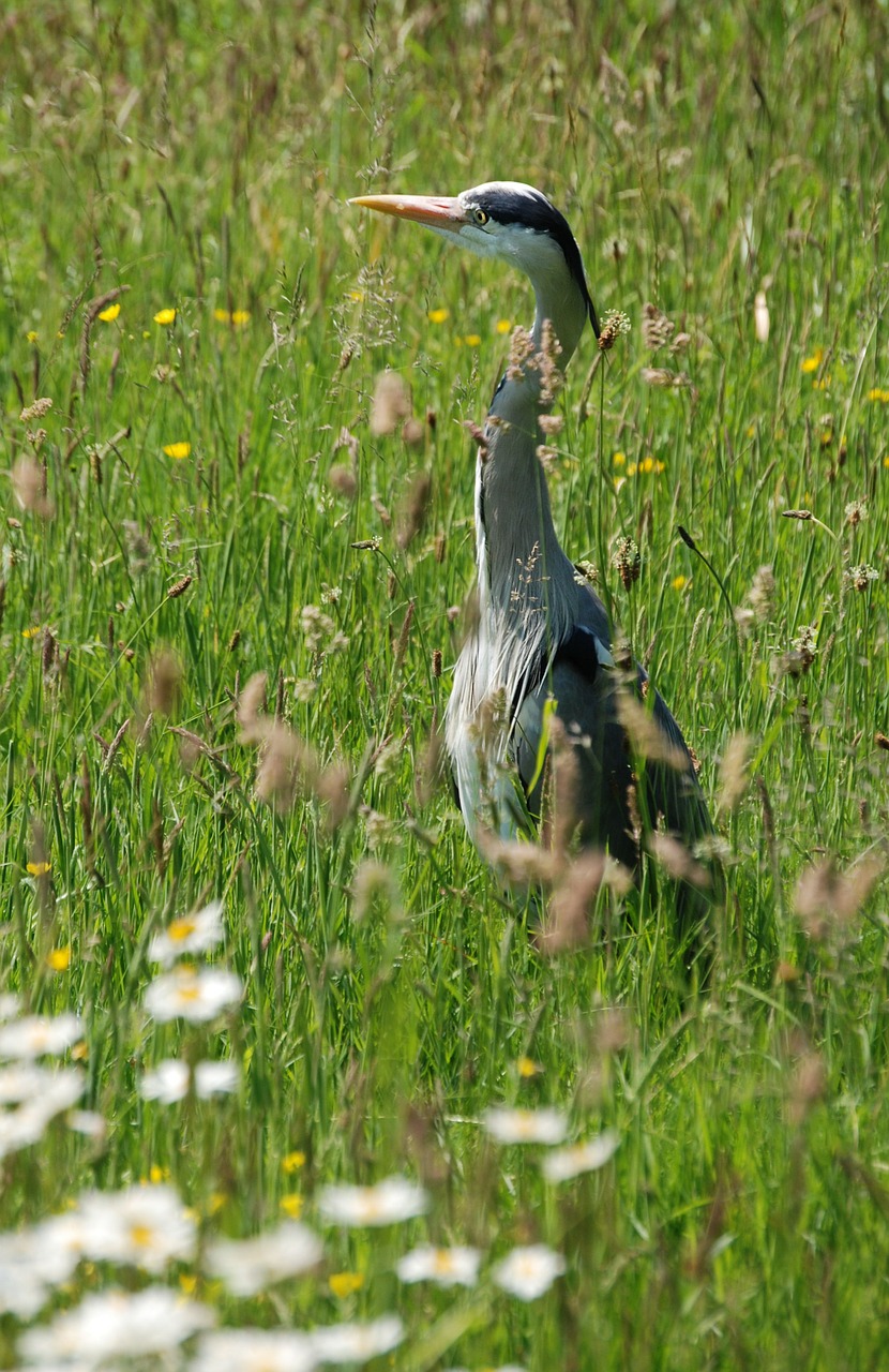grey heron graceful ardea cinerea free photo