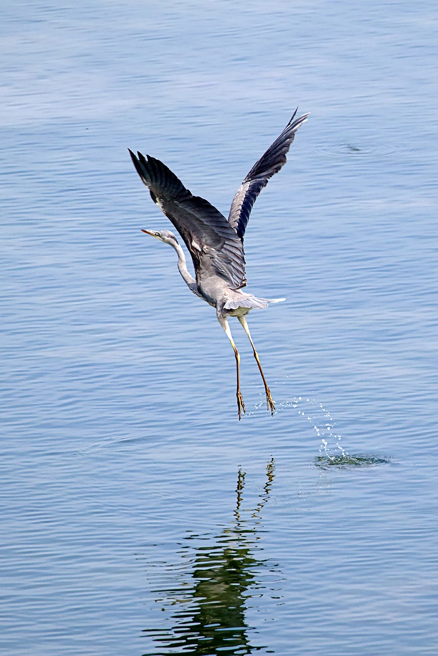 grey heron  water  bird free photo