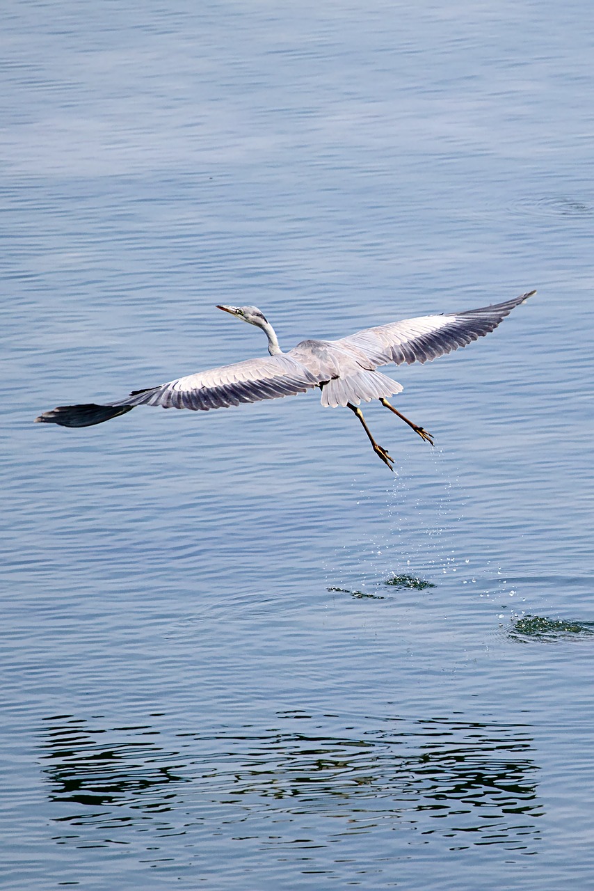 grey heron  water  bird free photo