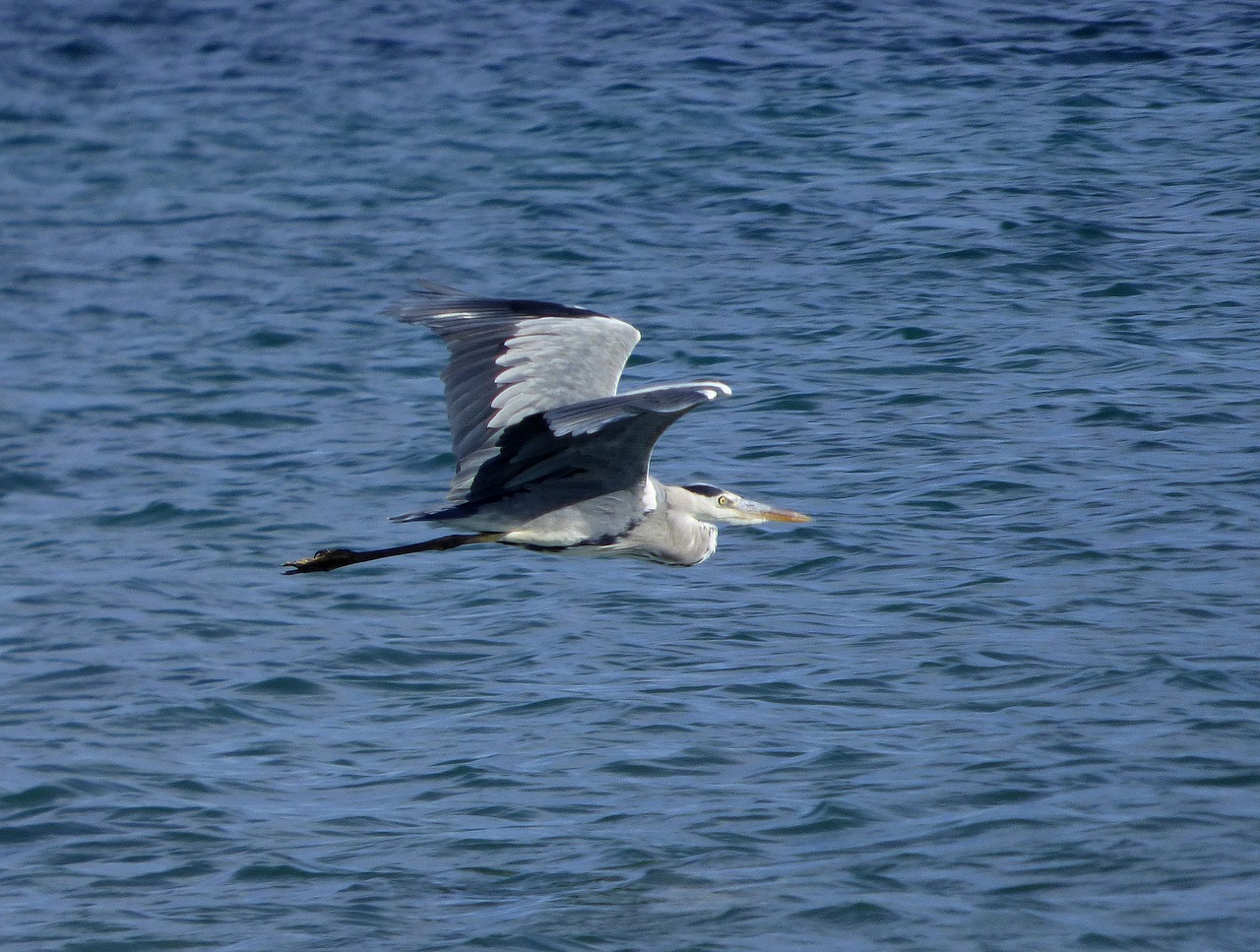 grey heron  bird  animal free photo