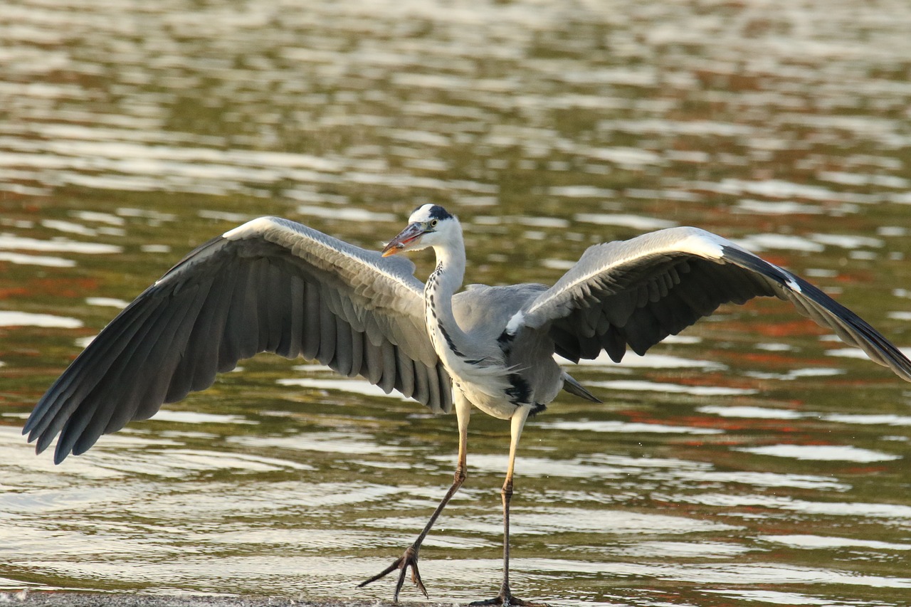 grey heron  bird  wildlife free photo
