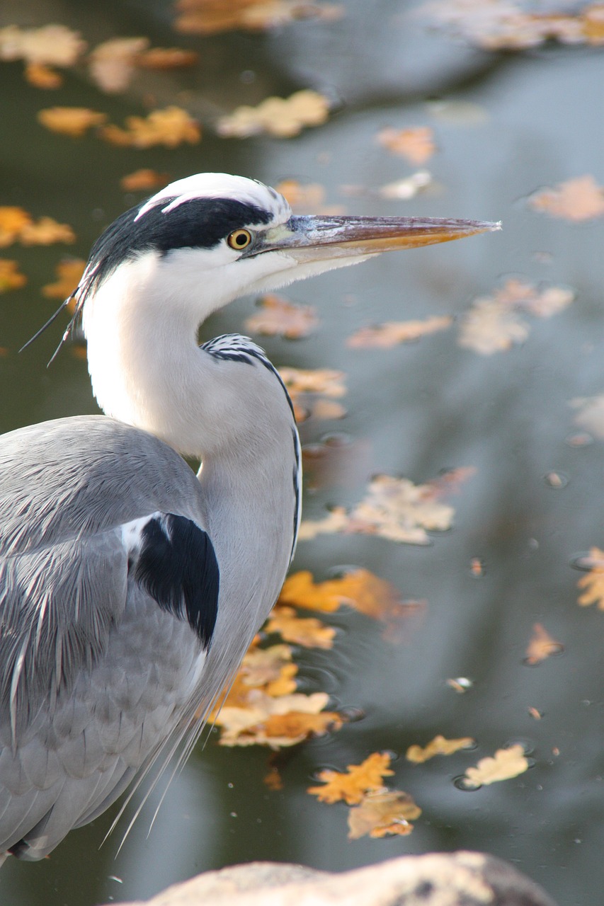 grey heron  heron  bird free photo