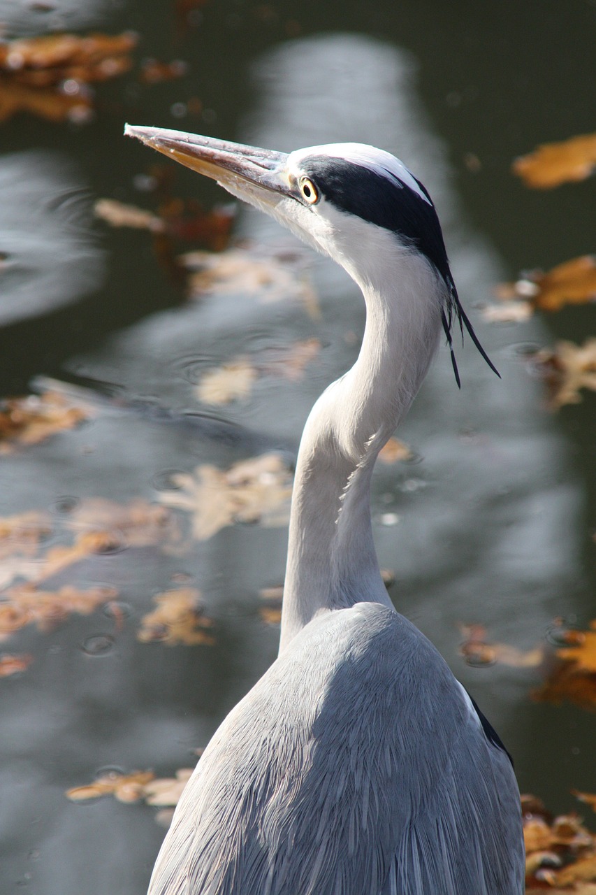 grey heron  heron  bird free photo