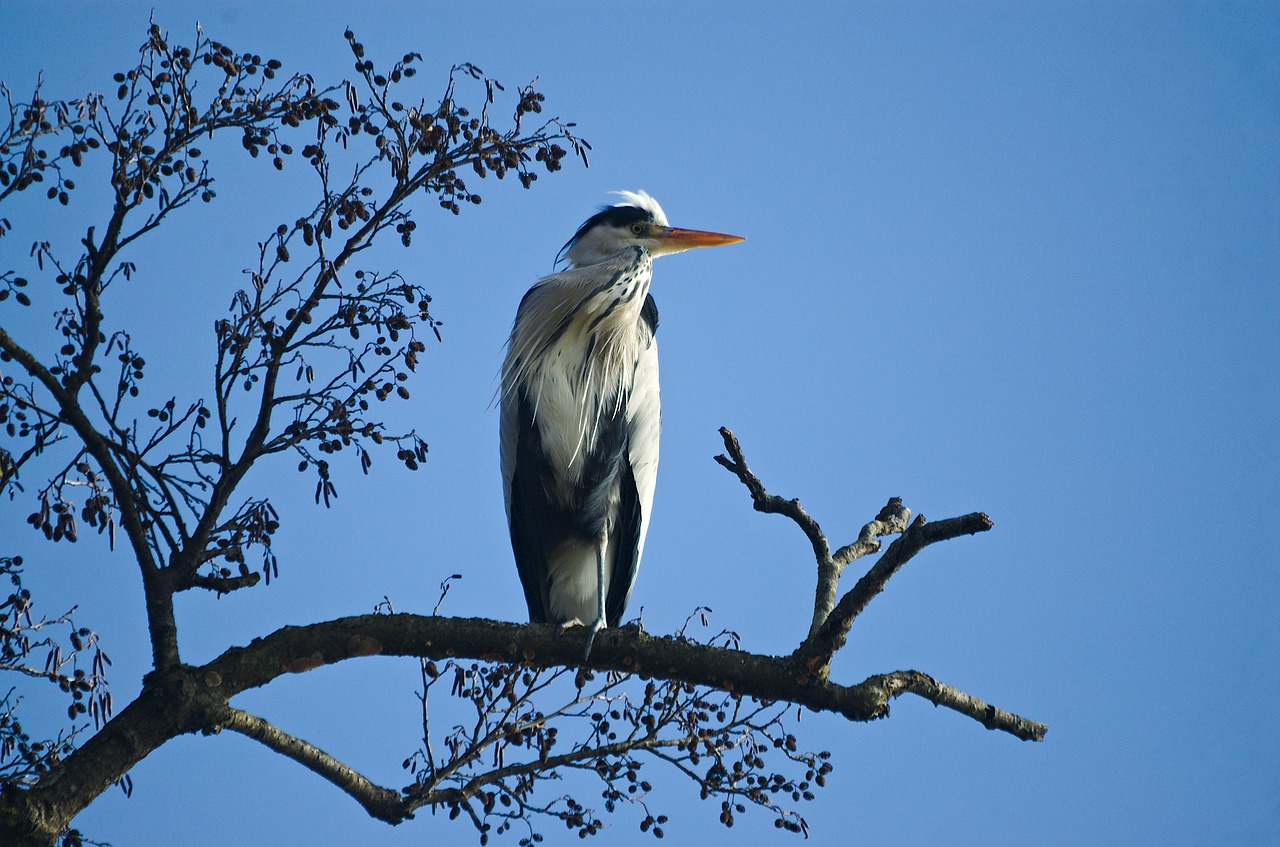 grey heron  heron  bird free photo