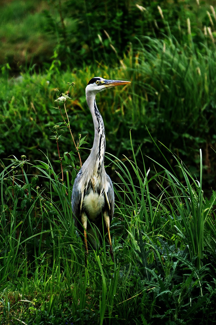 grey heron  nature  bird free photo