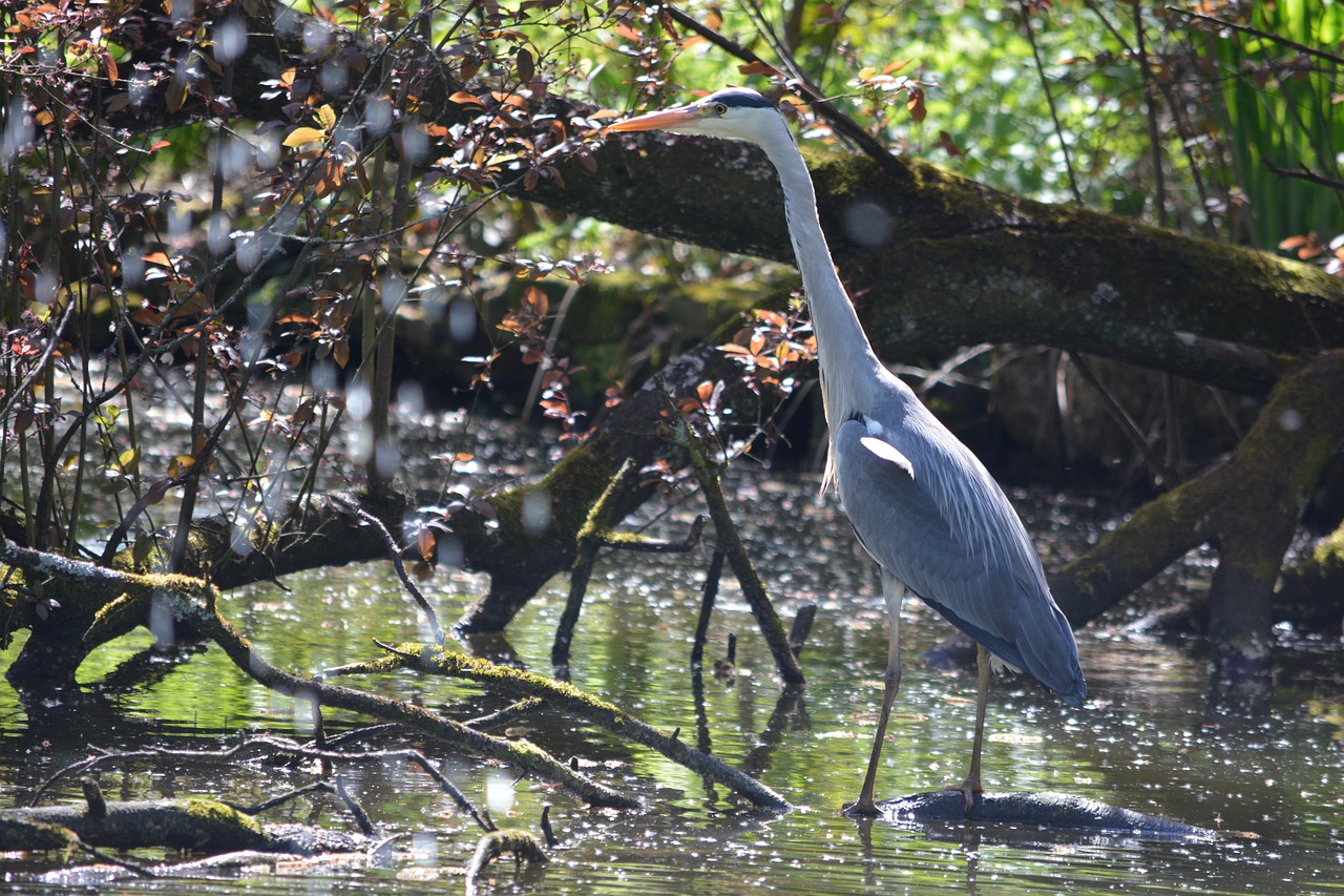 grey heron  bird  heron free photo