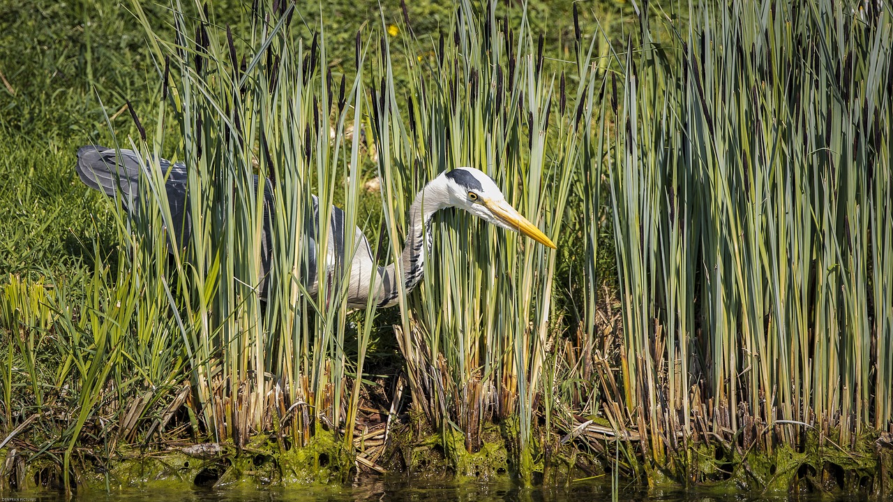 grey heron  heron  bird free photo