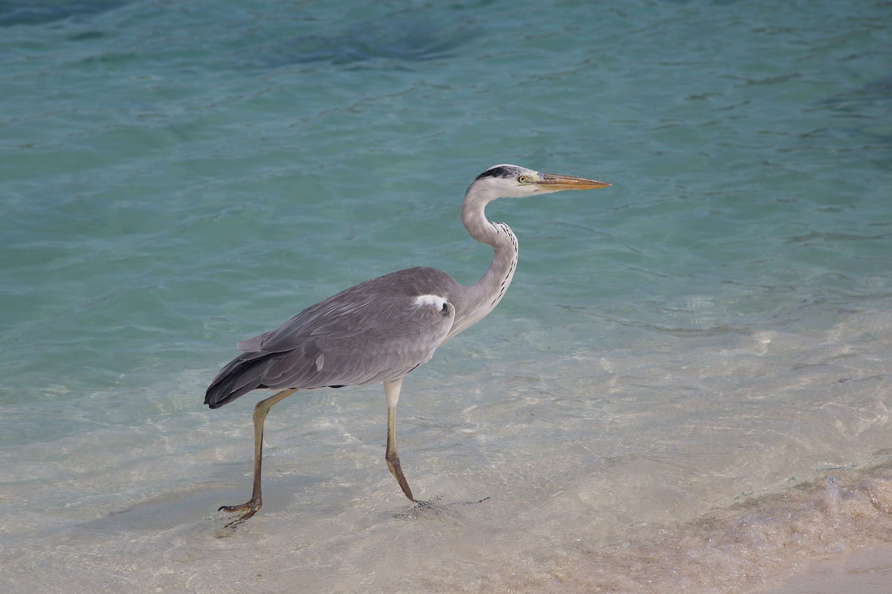 grey heron  bird  water free photo