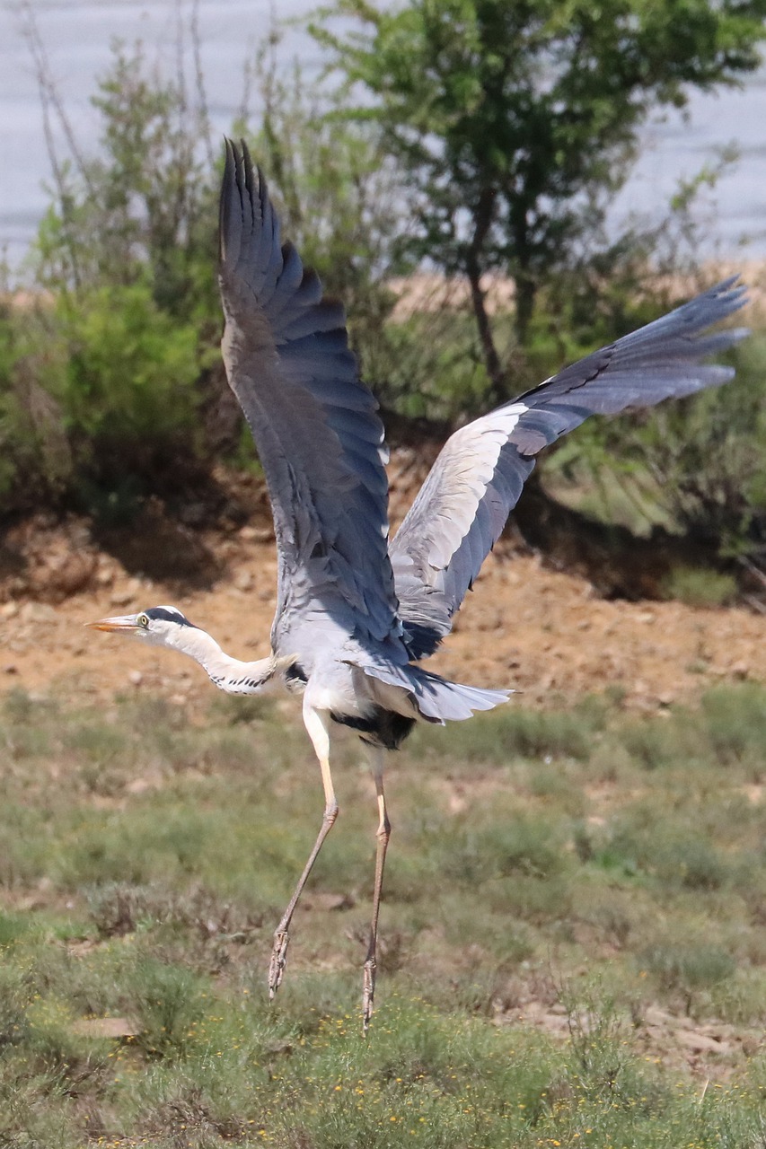 grey heron  africa  bird free photo