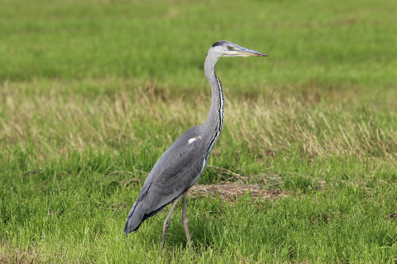 grey heron ardea cinerea heron free photo