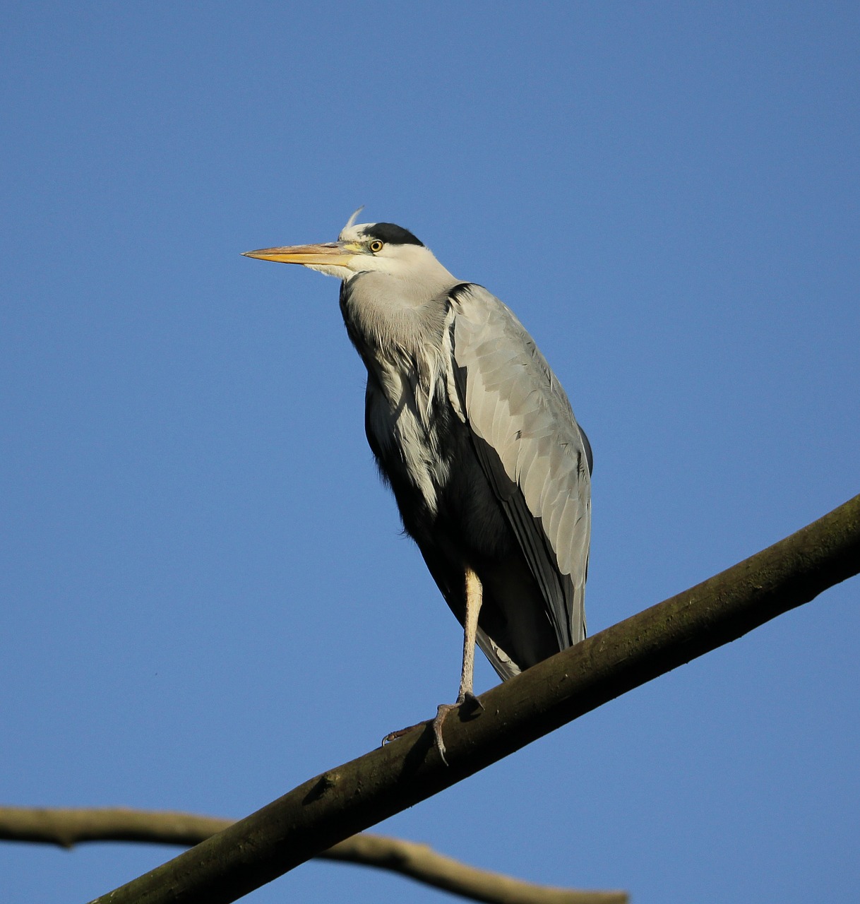 grey heron ardea cinerea heron free photo