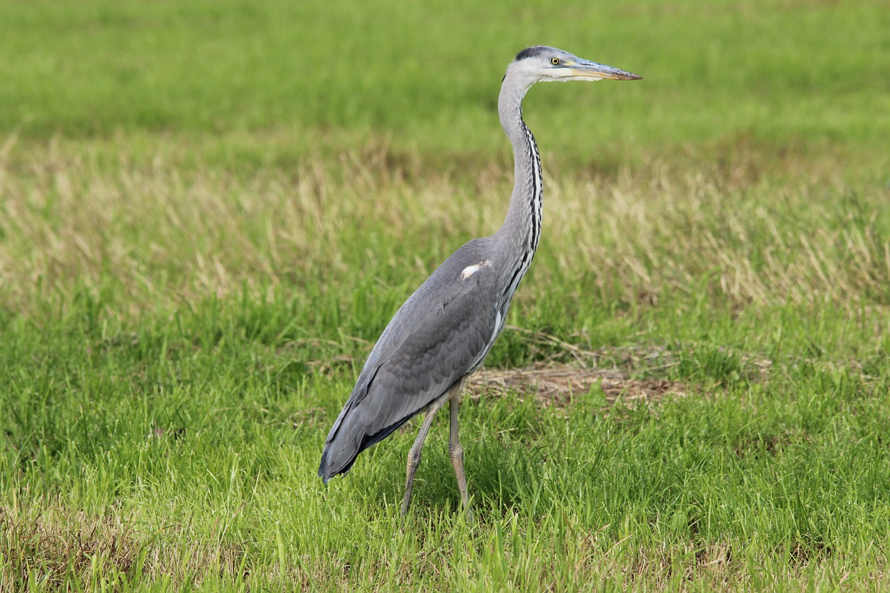 grey heron ardea cinerea heron free photo