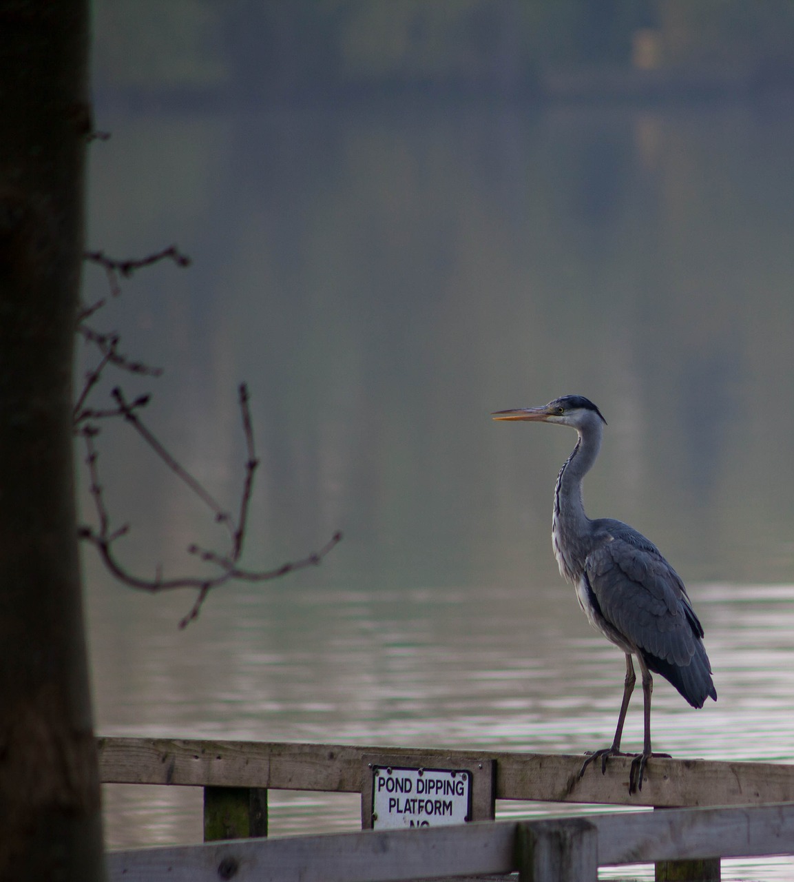 grey heron morning  water  heron free photo