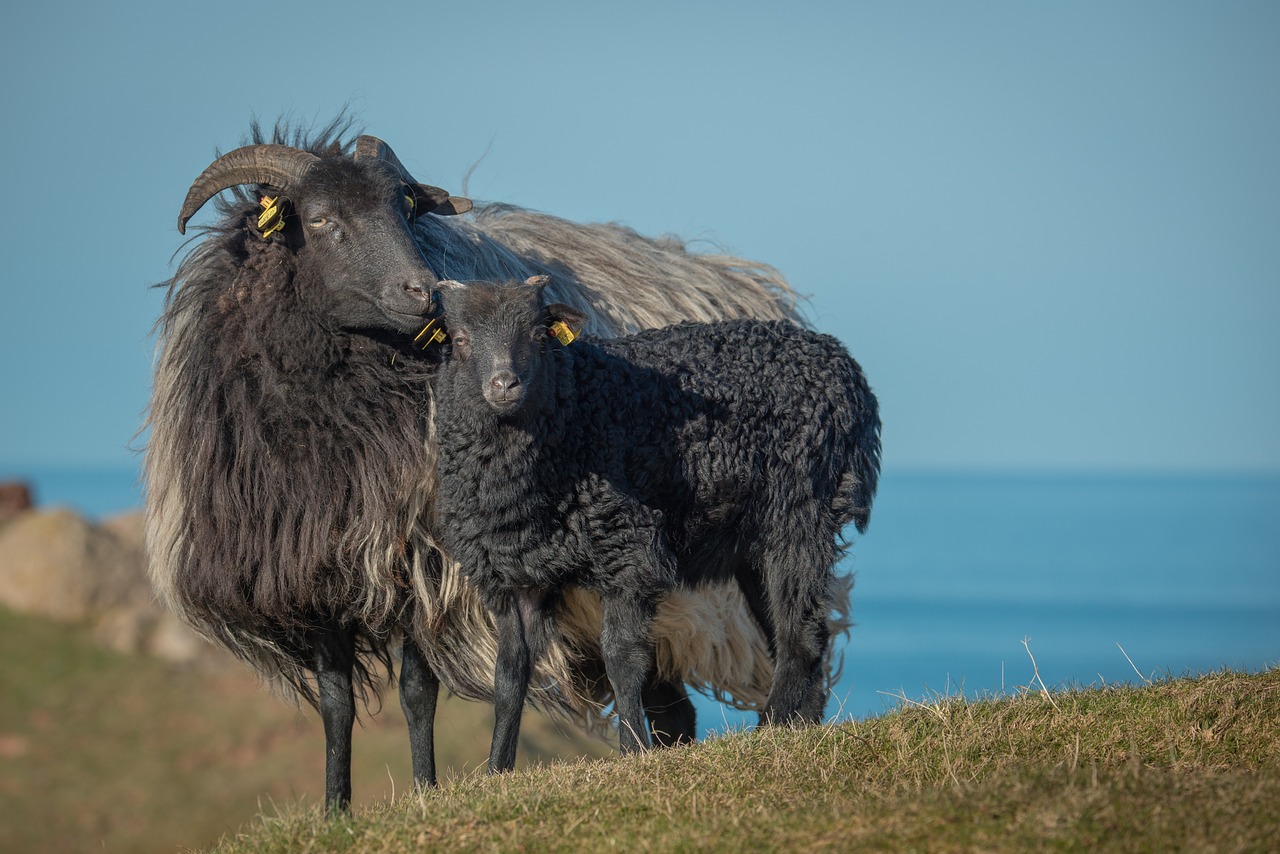 grey horned heidschnucke heidschnucke sheep free photo