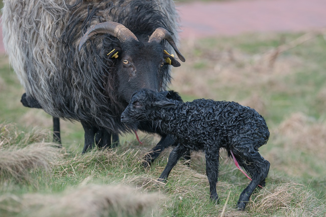 grey horned heidschnucke lamb creating free photo