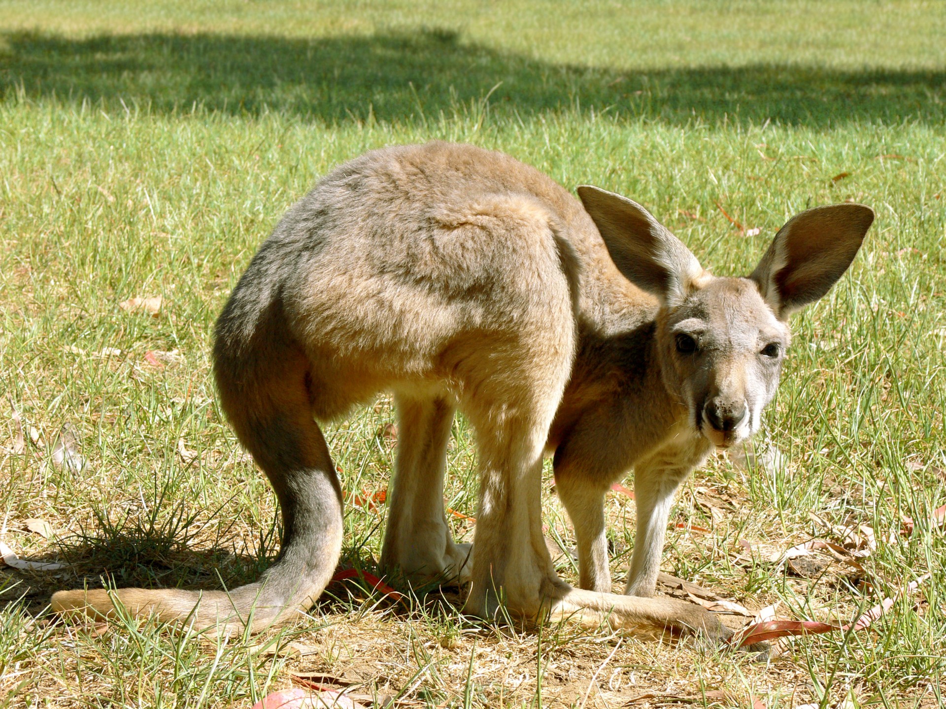 kangaroo joey marsupial free photo