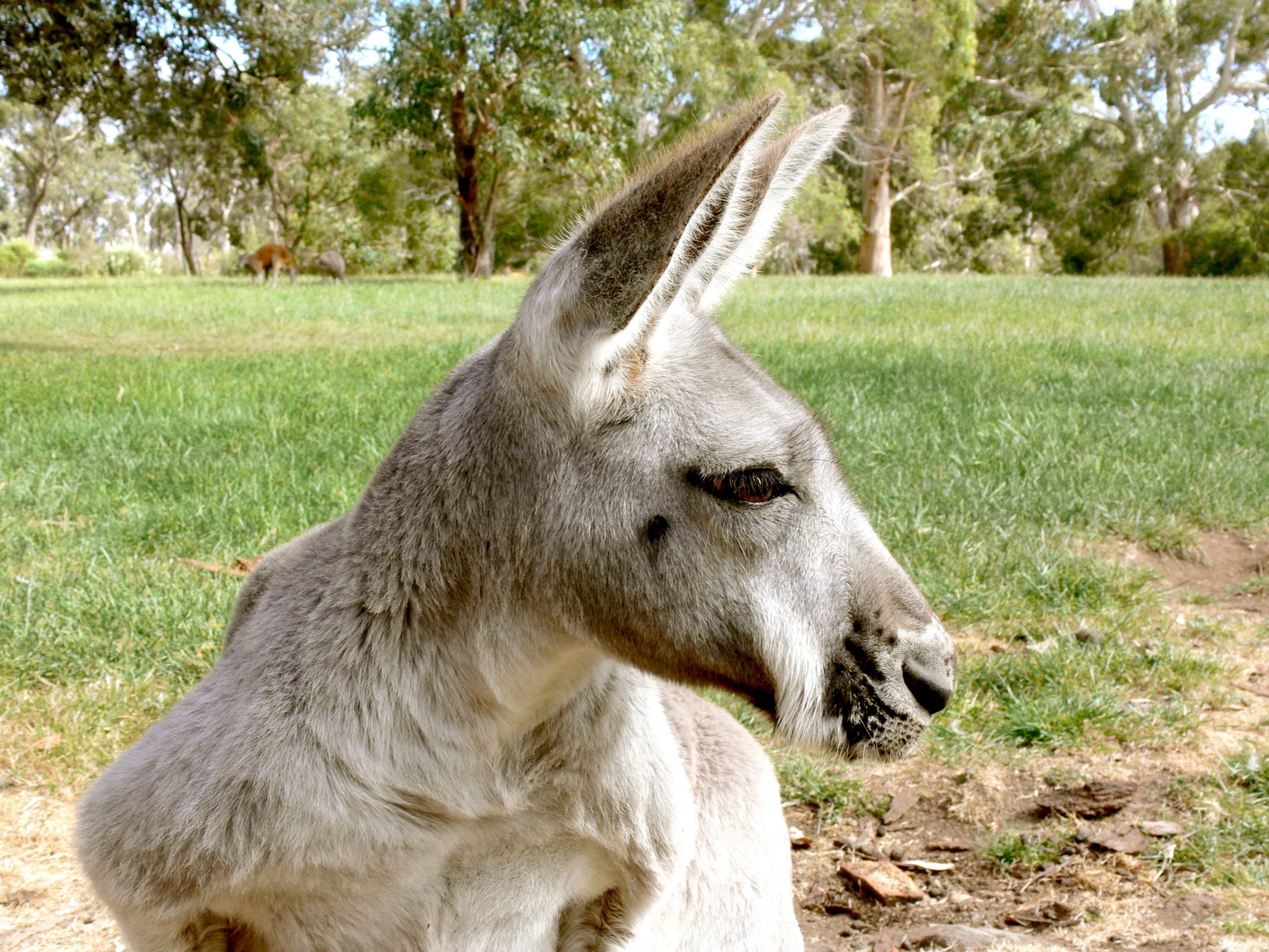 kangaroo marsupial grey kangaroo free photo