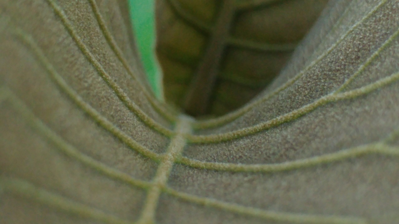 grey leaves mesopodium petiolus free photo