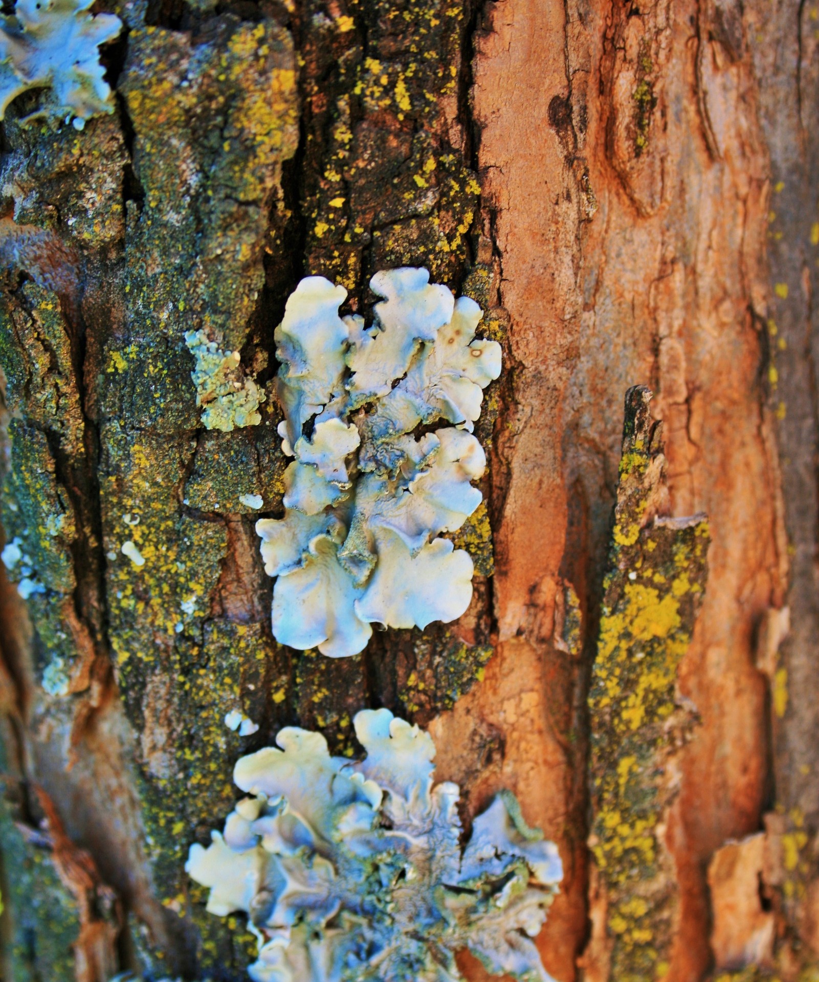 tree trunk bark free photo