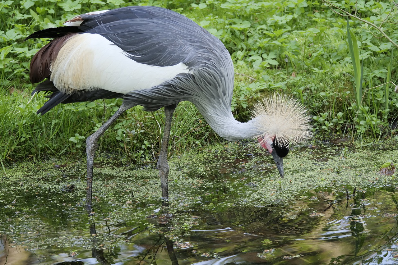 grey neck king crane  crane  bird free photo