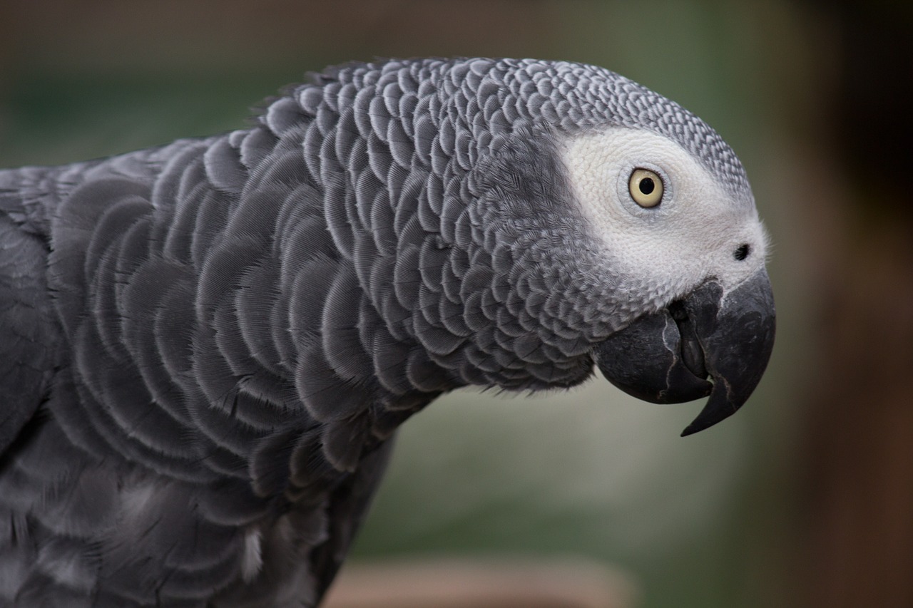 grey parrot african grey parrot parrot free photo