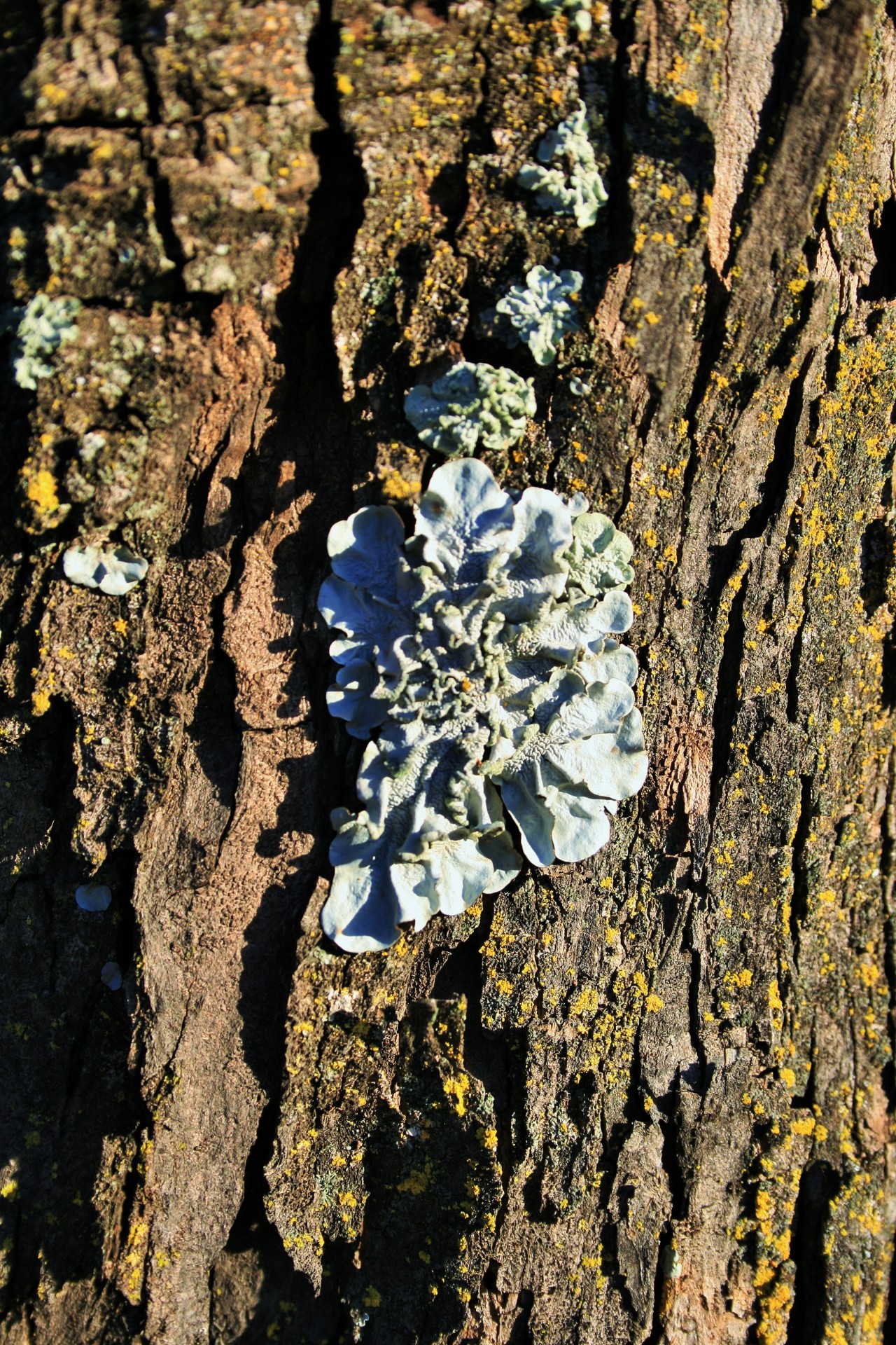 tree trunk bark free photo