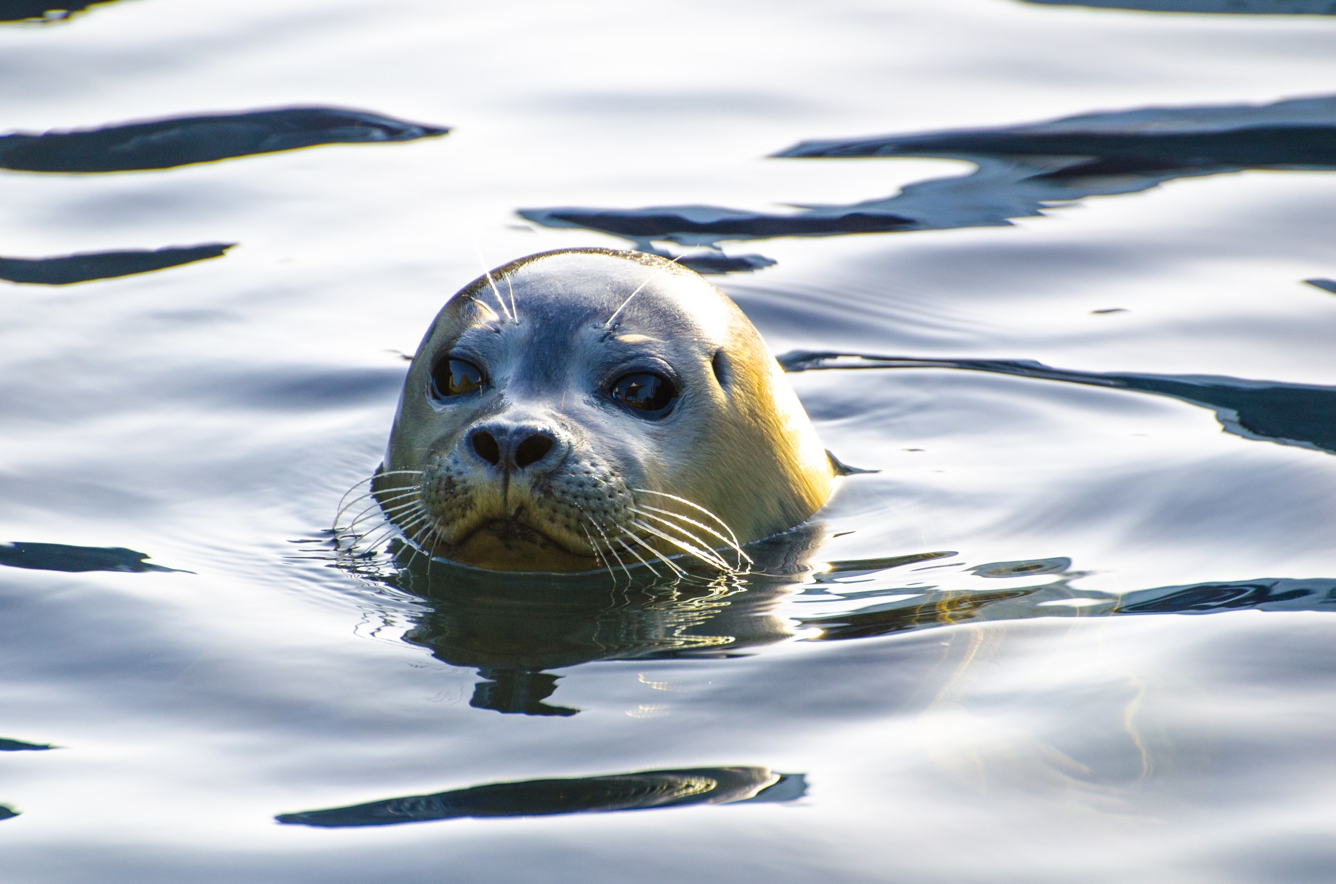 seal grey animal free photo
