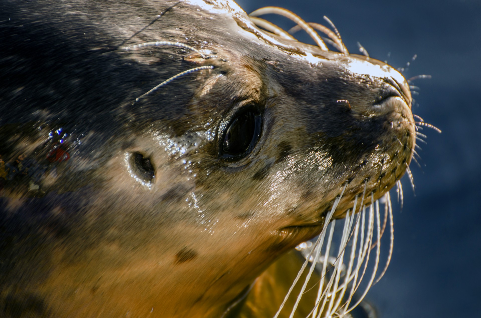 seal grey animal free photo