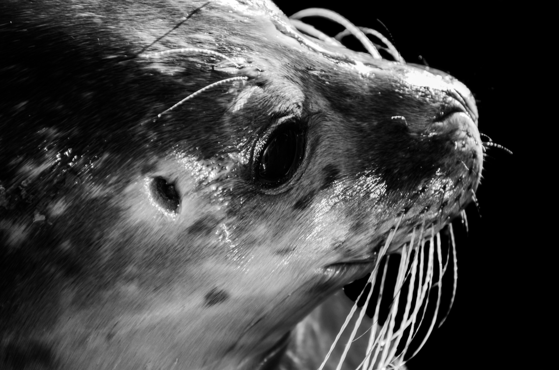 seal grey animal free photo