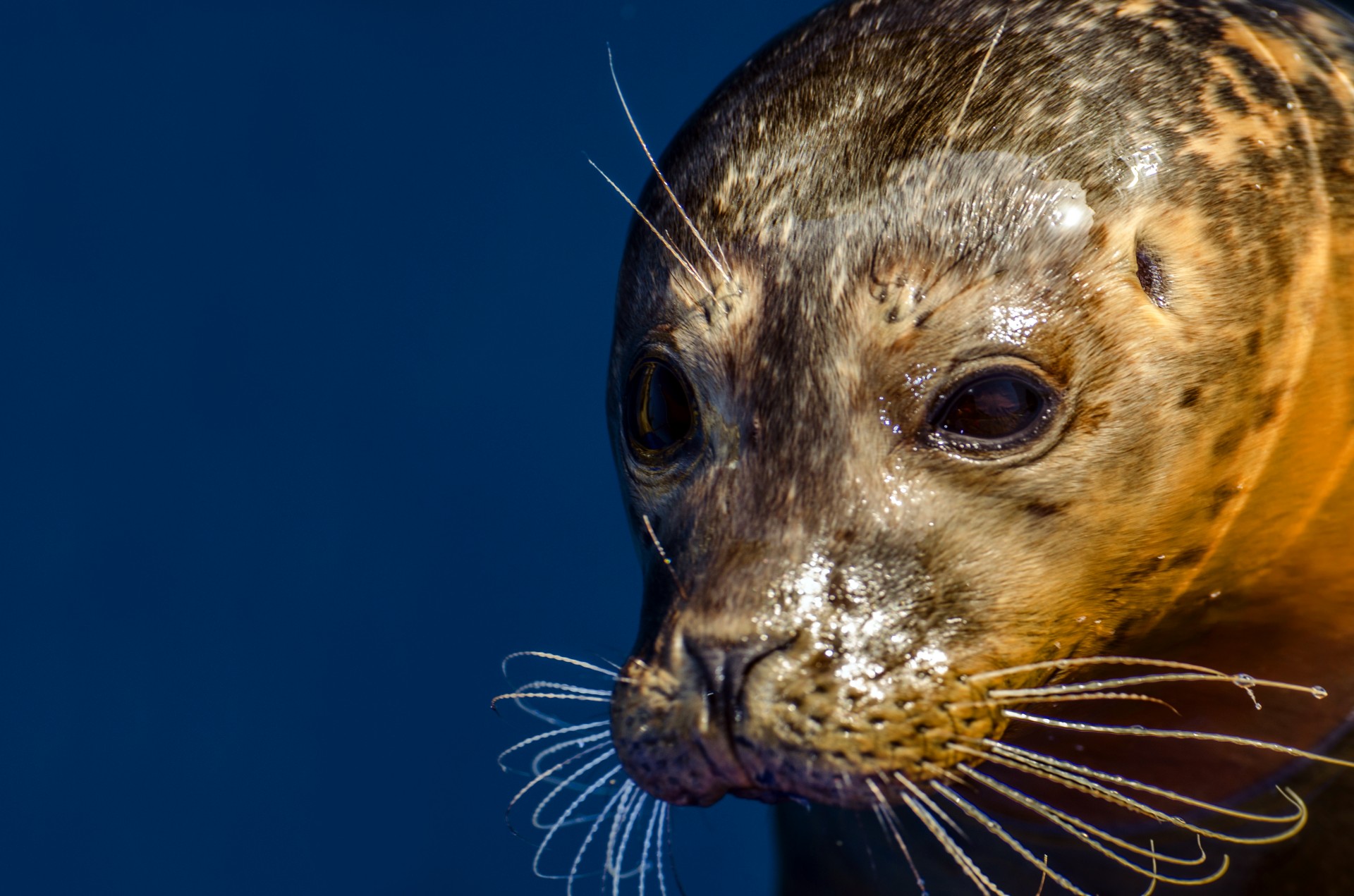 seal grey animal free photo