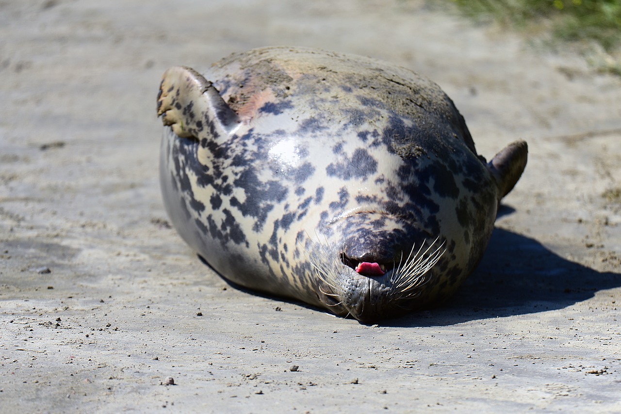 grey seal crawl animals free photo