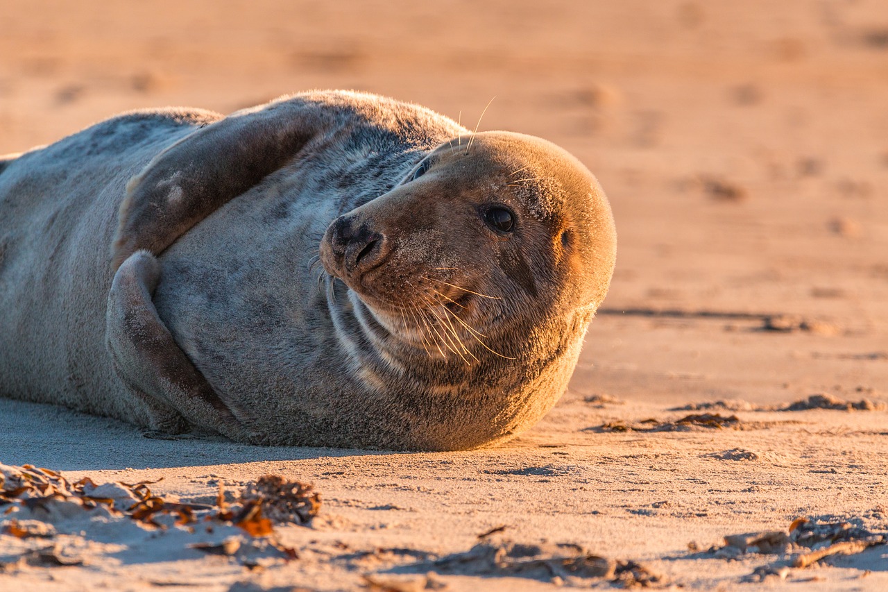 grey seal robbe halichoerus grypus free photo