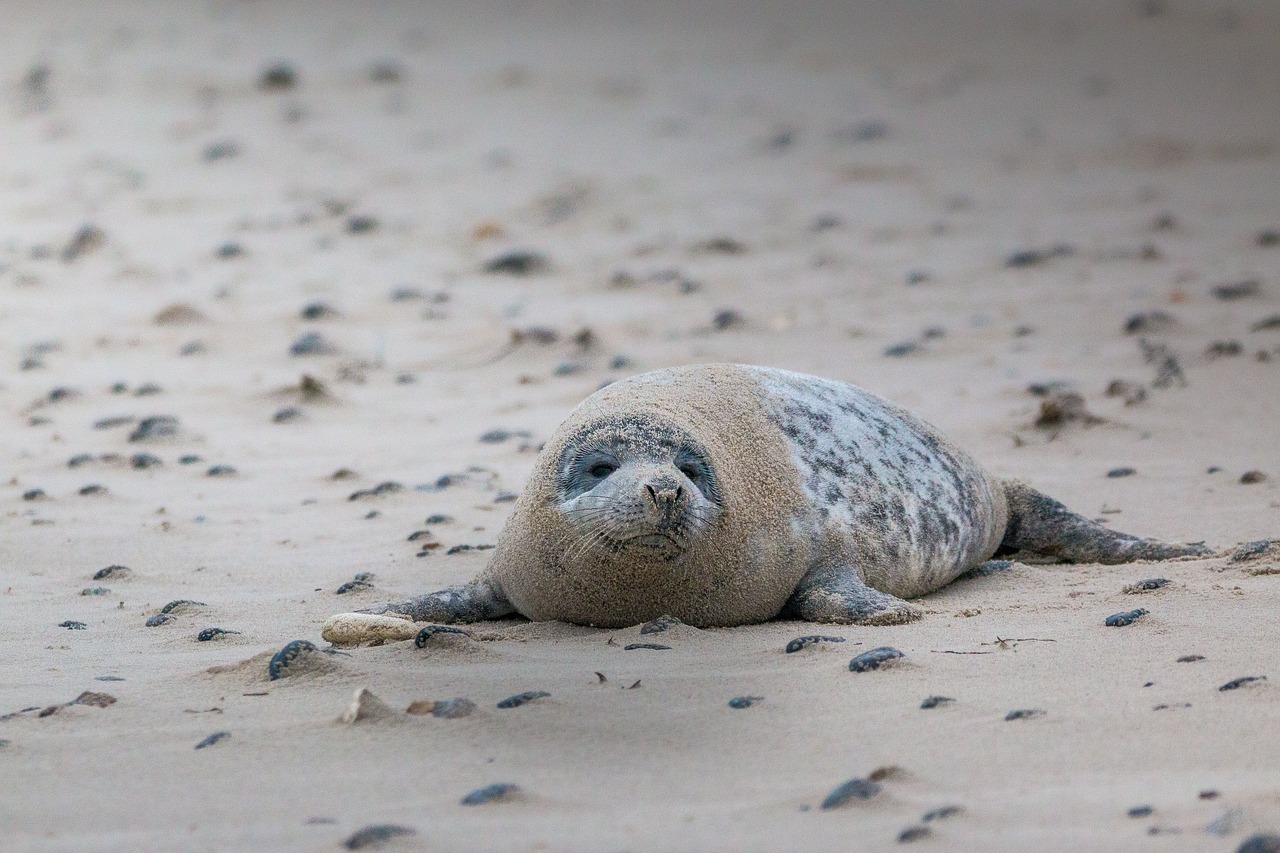 grey seal robbe halichoerus grypus free photo