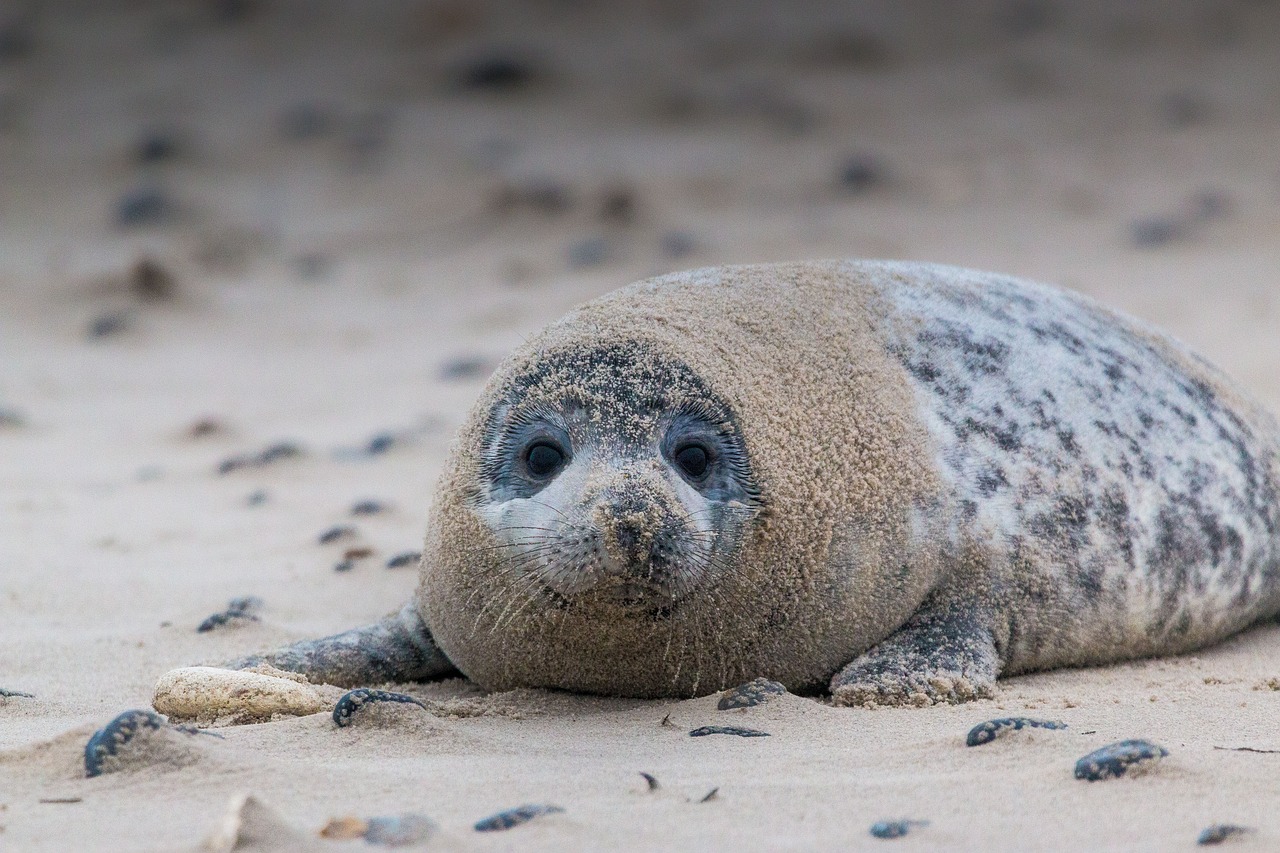 grey seal robbe halichoerus grypus free photo