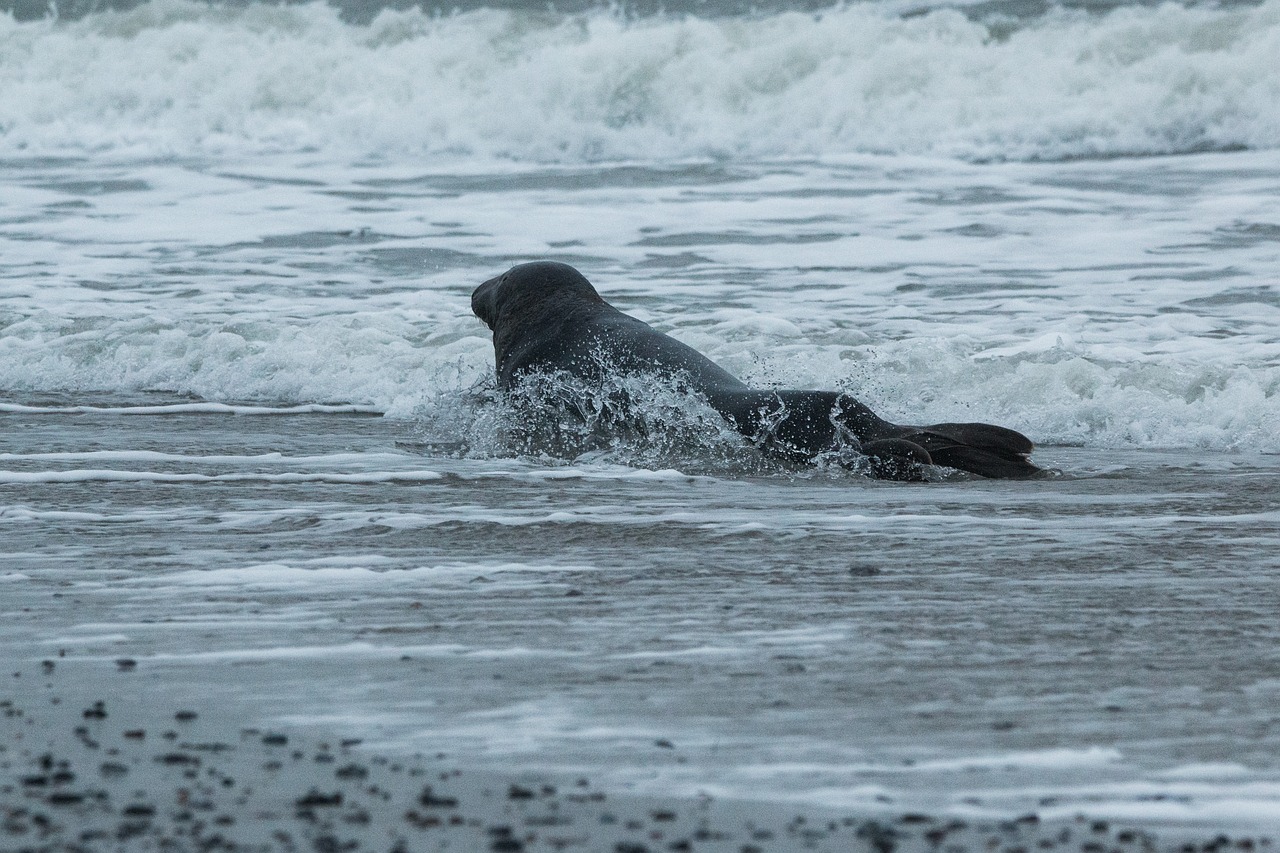 grey seal robbe halichoerus grypus free photo