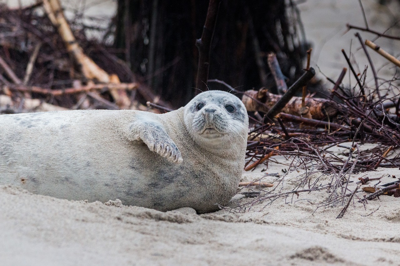 grey seal robbe halichoerus grypus free photo