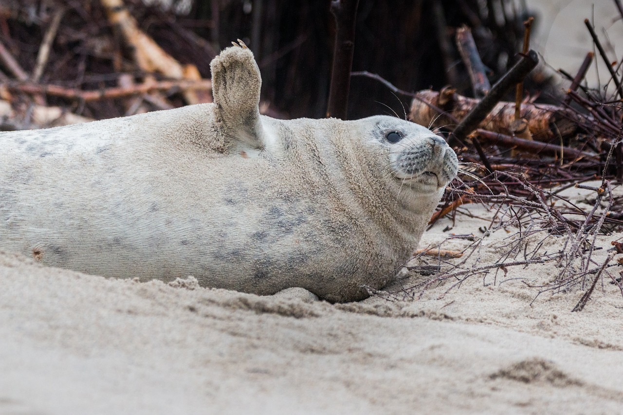 grey seal robbe halichoerus grypus free photo