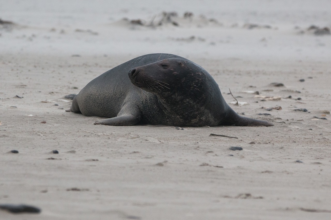 grey seal robbe halichoerus grypus free photo