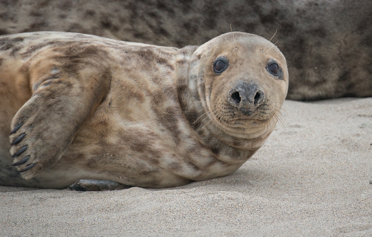 grey seal beach helgoland free photo