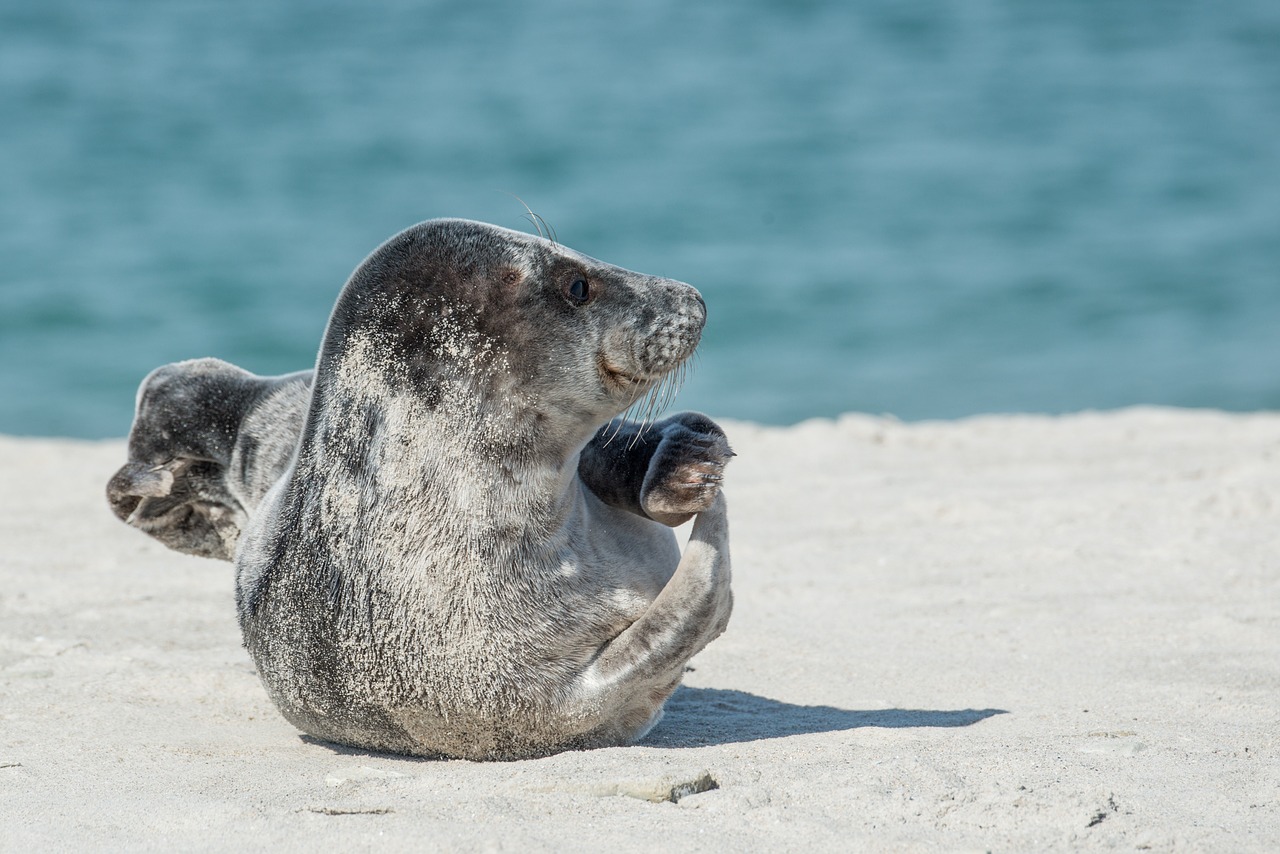 grey seal halichoerus grypus helgoland free photo