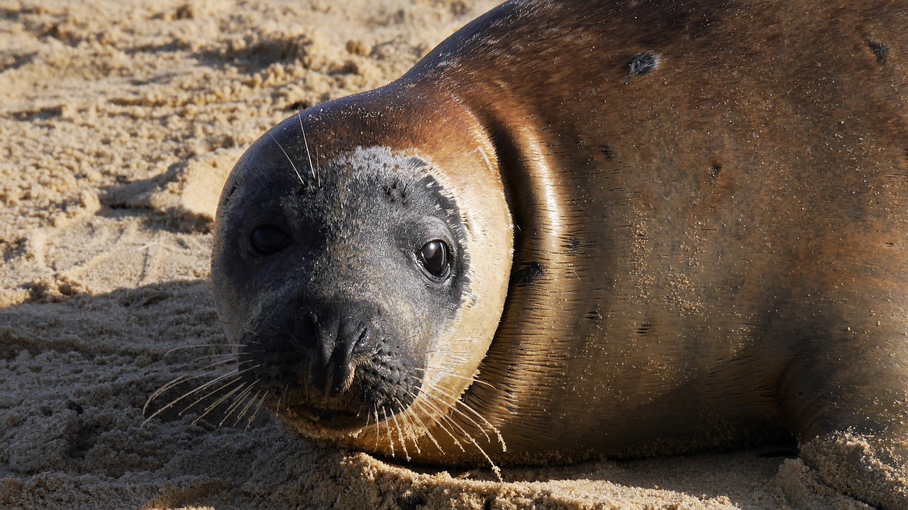 grey seal horsey beach seal free photo
