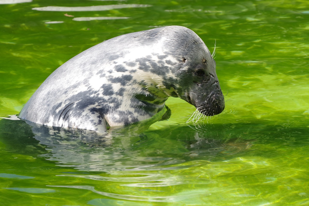 grey seal halichoerus grypus tallinn zoo free photo