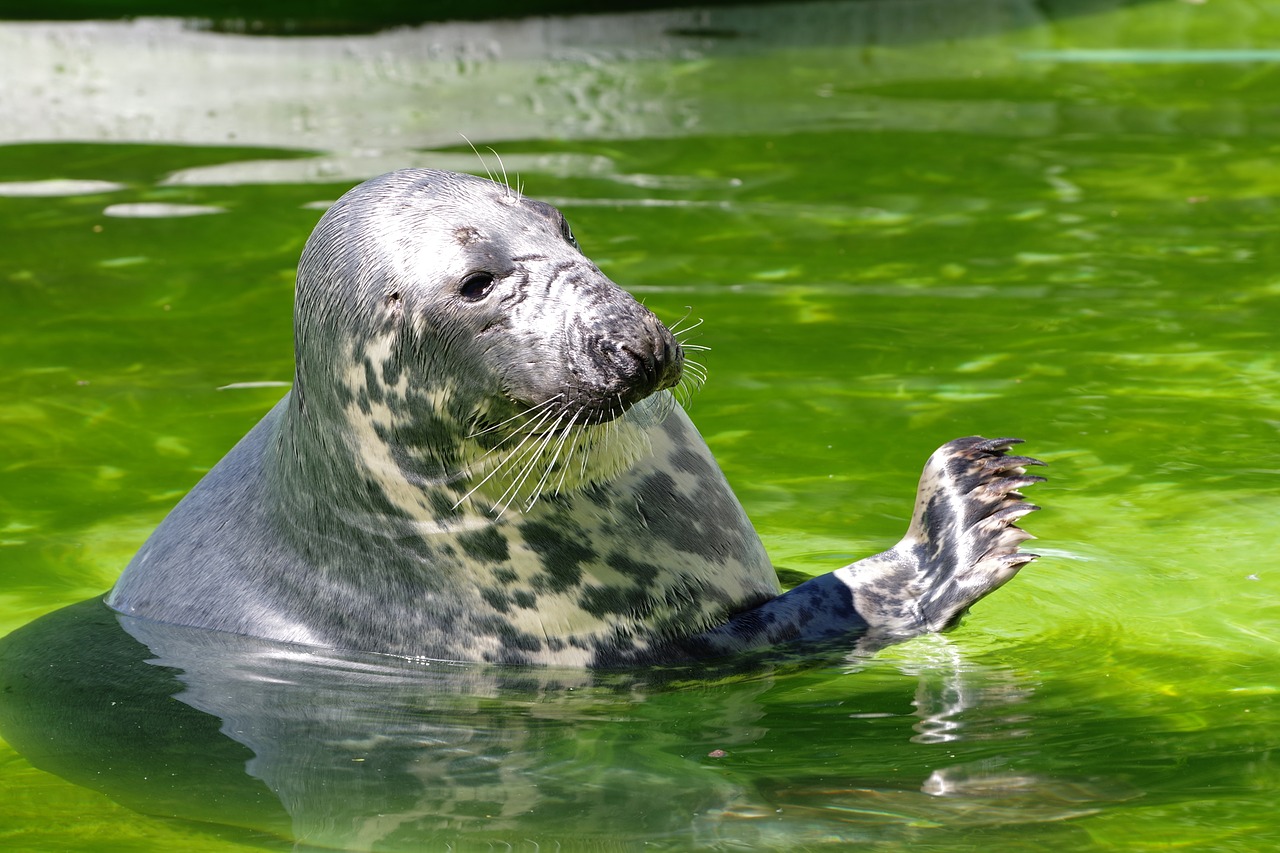 grey seal halichoerus grypus tallinn zoo free photo