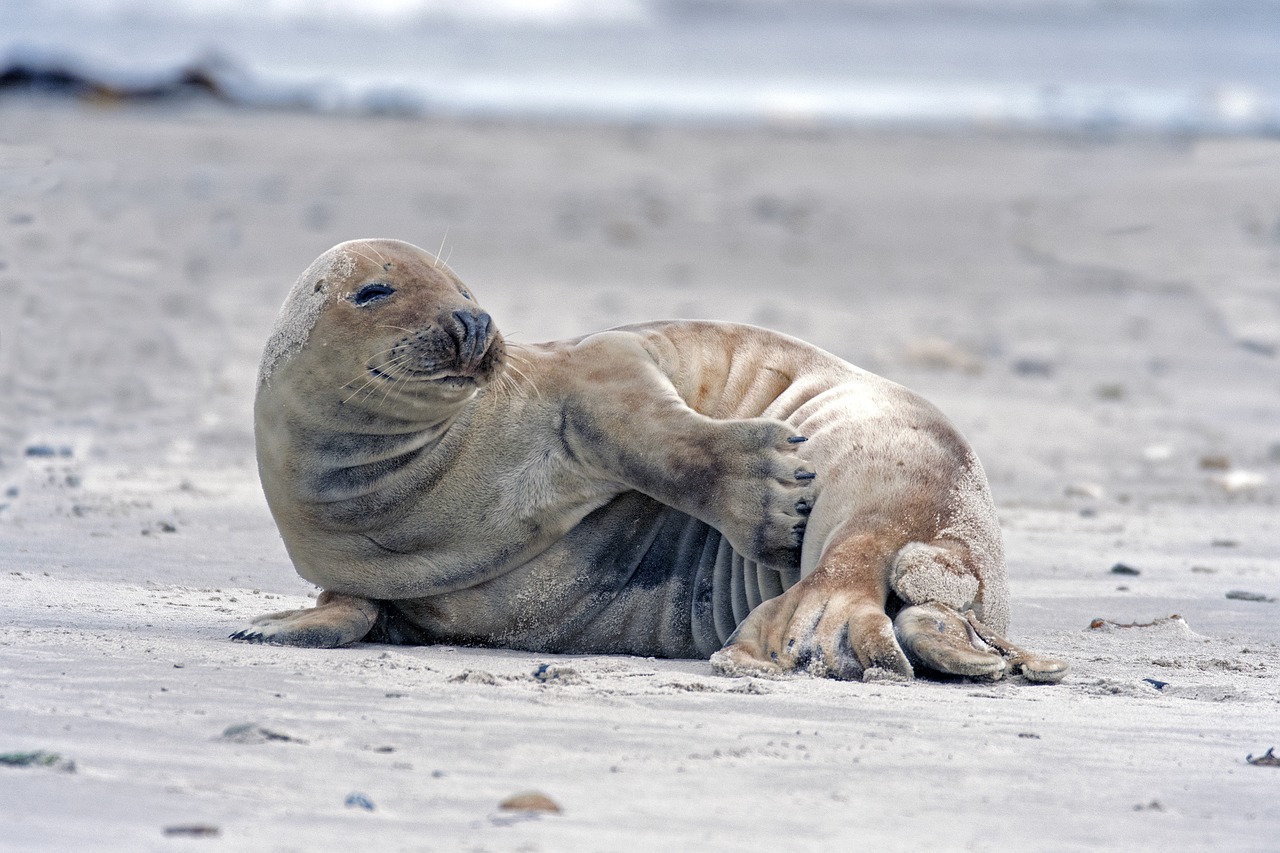 grey seal robbe helgoland free photo