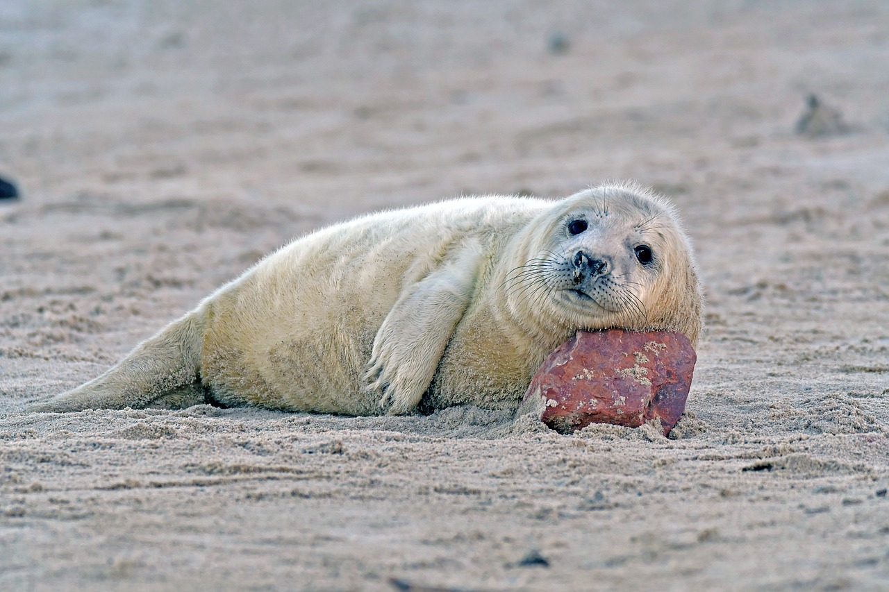 grey seal  seal baby  helgoland free photo