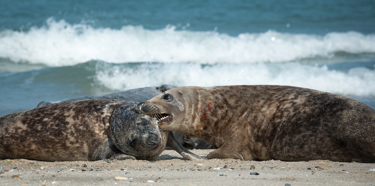 grey seals bite beach free photo