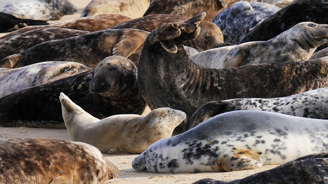 grey seals horsey beach young free photo