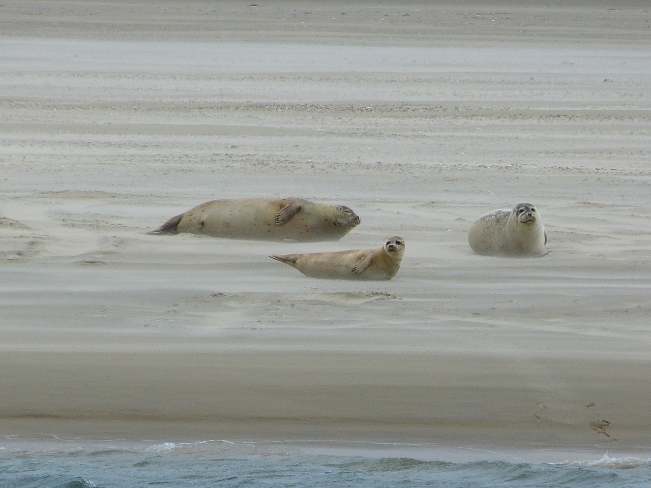grey seals dunes north sea free photo