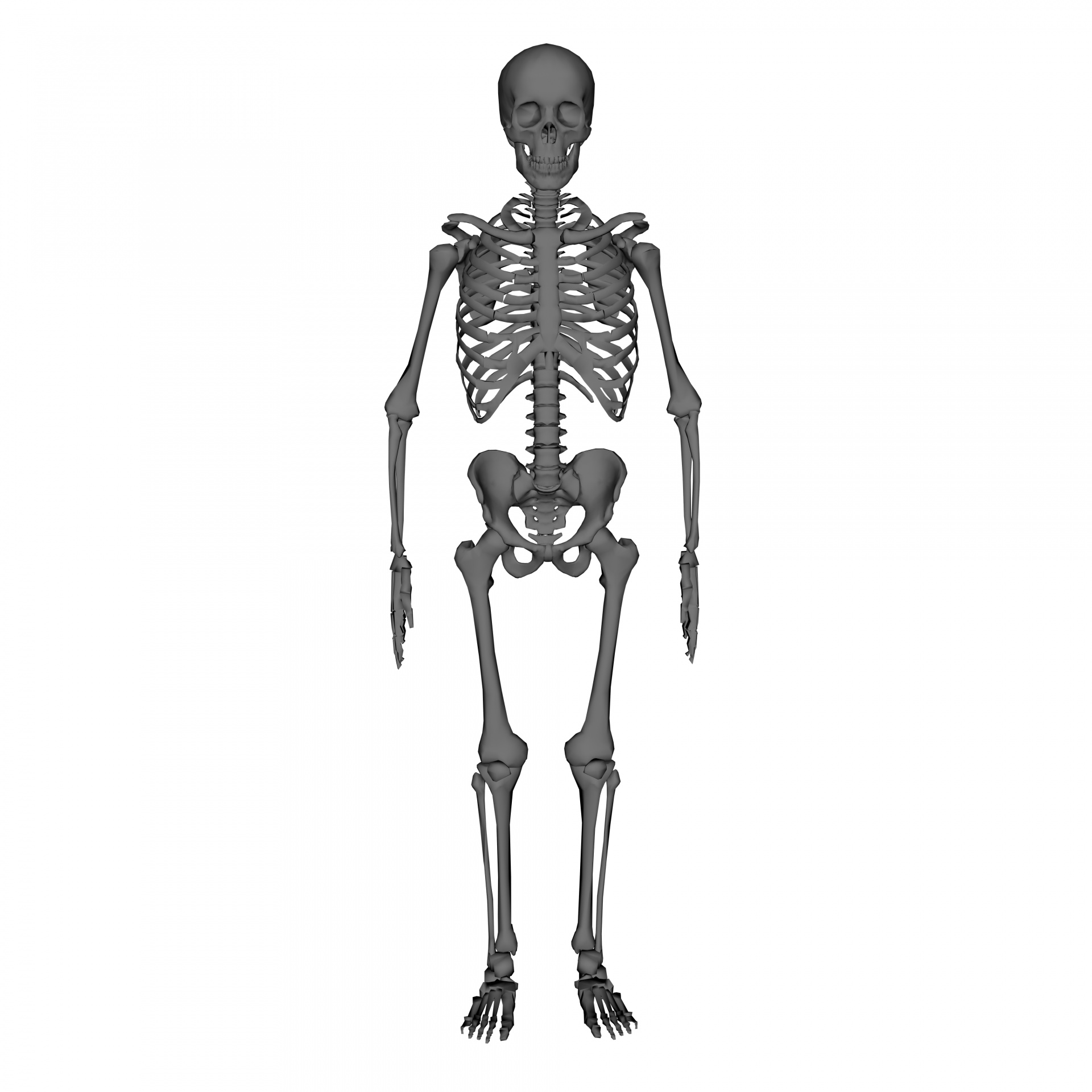 Прямо на скелет. Скелет человека в полный рост. Скелет человека во весь рост. Скелет на белом фоне. Человеческий скелет в полный рост.